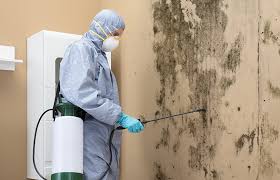 Best Emergency Mold Remediation  in Apple Creek, OH